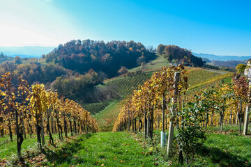 Naklejka premium Rows of golden vines cascade down rolling hills, Ratsch an der Weinstrasse, Styria, Austria. Picturesque vineyard landscape dotted with charming houses in autumn. Scenic beauty of Styrian wine region