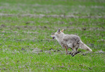 Coyote running in a green field, wildlife in action