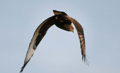 Majestic hawk diving through the clear blue sky
