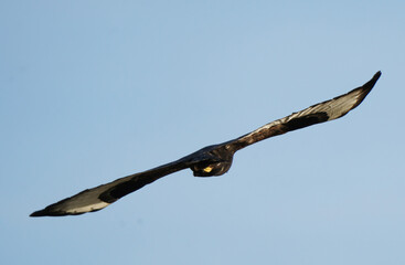 Common buzzard flying in a clear blue sky