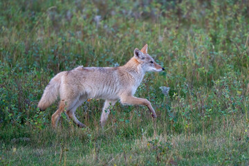 Coyote trotting through a grassy field at dawn