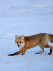 Red fox hunting in the snow covered field