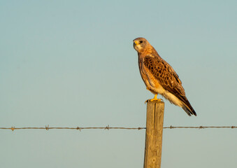 Ferruginous hawk perched on fence post against clear sky