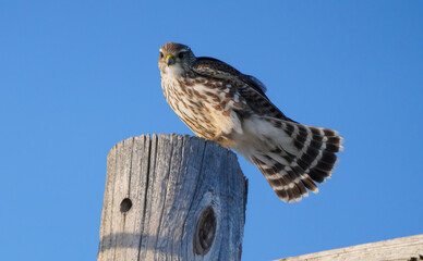 Merlin falcon perched on wooden post against blue sky