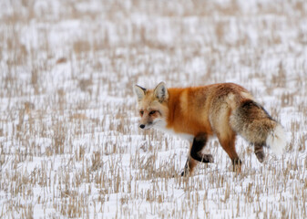 Red fox walking in a snowy field in winter
