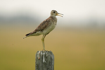 Upland sandpiper perched on wooden post and singing