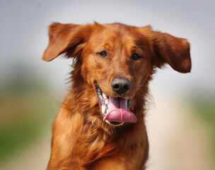 Happy irish setter running with ears flapping in the wind