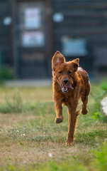 Irish setter running towards camera on grass field