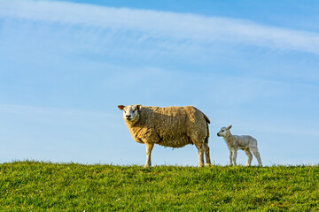 Sheep with lamb against a blue sky