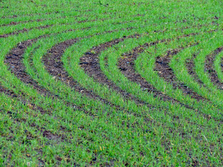 Agrarlandschaft im Frühjahr