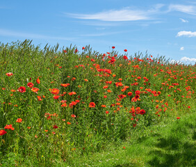 Poppies, outdoor field and natural flowers in countryside, sustainable environment and ecology. Plants, meadow and eco friendly flora in Denmark wilderness, calm and bush for botanical papaveraceae