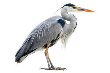 Fototapeta premium Close-up of a grey heron standing elegantly. PNG format
