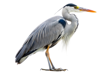 Close-up of a grey heron standing elegantly. PNG format