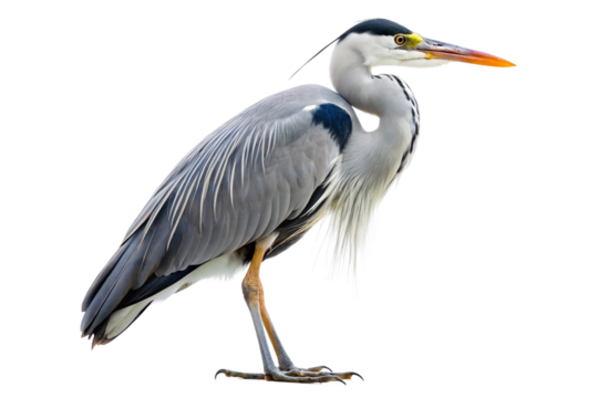 Close-up of a grey heron standing elegantly. PNG format