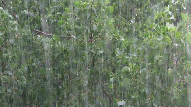 Strong summer rainfall against the background of green foliage of trees closeup