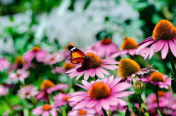 Colorful butterfly flutters among blooming pink flowers in a vibrant garden during daylight hours