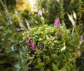 Flowers, plants and garden with bush for summer, zen and peace with outdoor morning. Foxglove,...