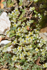 Nailwort flowers