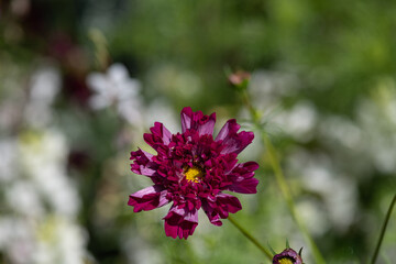 Beautiful dark red flower blooms in a lush garden setting with green foliage