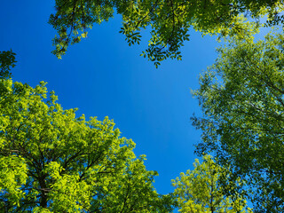 Bright green foliage against a blue sky in the shape of a heart.