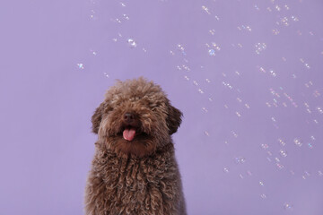 Cute Poodle dog and soap bubbles on lilac background