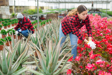 Positive young woman gardener choosing decorative red begonia in pot in greenhouse