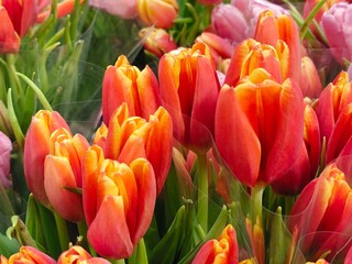 white purple yellow pink red violet multicolored tulips in bouquets in large quantities. Sea of ​​tulips. Cut tulips in bouquets