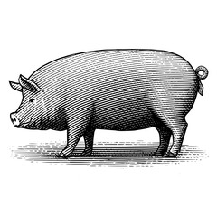 An illustration of a pig in a vintage woodcut style