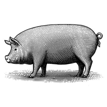 An illustration of a pig in a vintage woodcut style