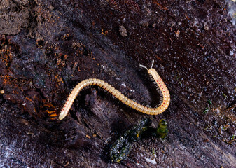 Spotted snake millipede Blaniulus guttulatus, centipede on rotten wood under an old tree stump
