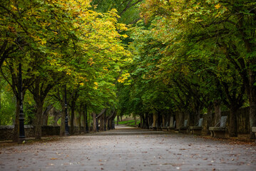 Naklejka premium pathway through vibrant goldern trees in tranquil park during colorful autumn season, public park environment, Soria, Spain