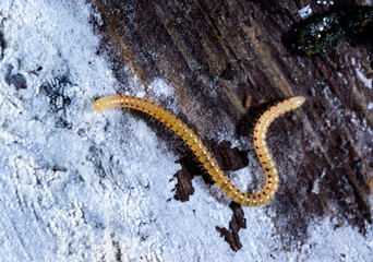 Spotted snake millipede Blaniulus guttulatus, centipede feeds on fungal hyphae on rotten wood of an old tree stump