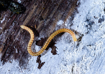 Spotted snake millipede Blaniulus guttulatus, centipede feeds on fungal hyphae on rotten wood of an old tree stump