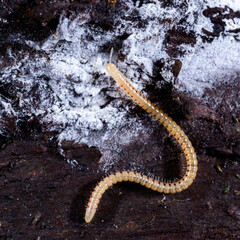 Spotted snake millipede Blaniulus guttulatus, centipede feeds on fungal hyphae on rotten wood of an old tree stump