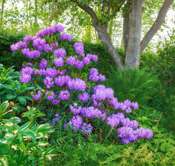 Obraz premium Flowers, plants and garden with bush for summer, zen and peace with outdoor morning. Purple gem, rhododendron and floral ecology in nature, nursery landscape or botanical park environment with trees