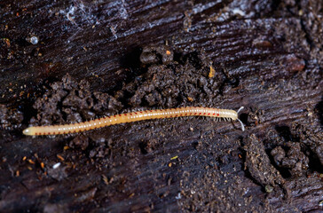 Spotted snake millipede Blaniulus guttulatus, centipede on rotten wood under an old tree stump