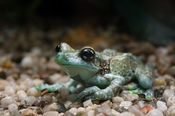 frog on the ground