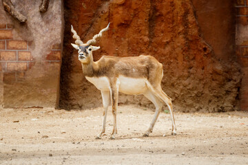 deer in the wild