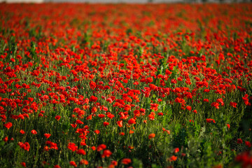 Vast poppy meadow glowing at sunset on a warm summer evening