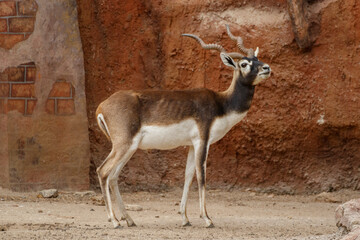 antelope in the zoo
