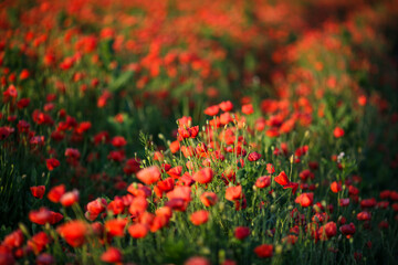 Vast poppy meadow glowing at sunset on a warm summer evening
