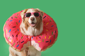 Cute Australian Shepherd dog in sunglasses with inflatable ring in shape of donut on green background