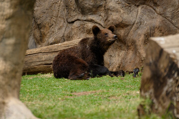Fototapeta premium brown bear in the woods