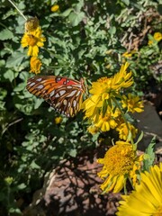 butterfly on flower