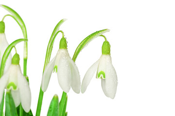 Beautiful spring snowdrops. Isolated on a white background. Snowdrop flower with drops of rain or...