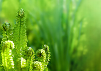 fern leaves on green blurred background in sunlight
