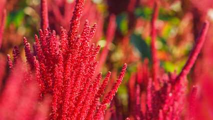 Red flowers of edible amaranth close-up against the background of amaranth plants planted in the...