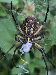orb weaver spider with web