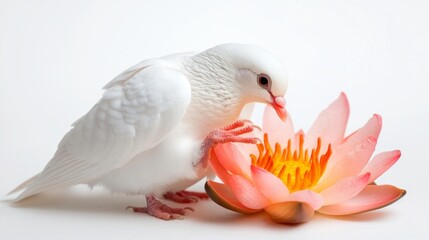 Obraz premium White dove gently interacting with a pink lotus flower isolated on a white background. Generative AI