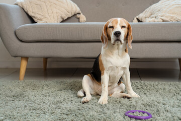 Adorable beagle dog with toy lying on carpet at home